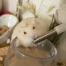 Sunnybunny