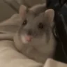 Jellybean