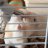 Hammy Chum