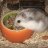 Redheaddegu