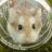 Hamtaro