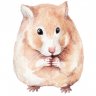 Interesting Hamster Facts